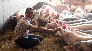 Porc : contractualisation au sein de la filière Vallégrain