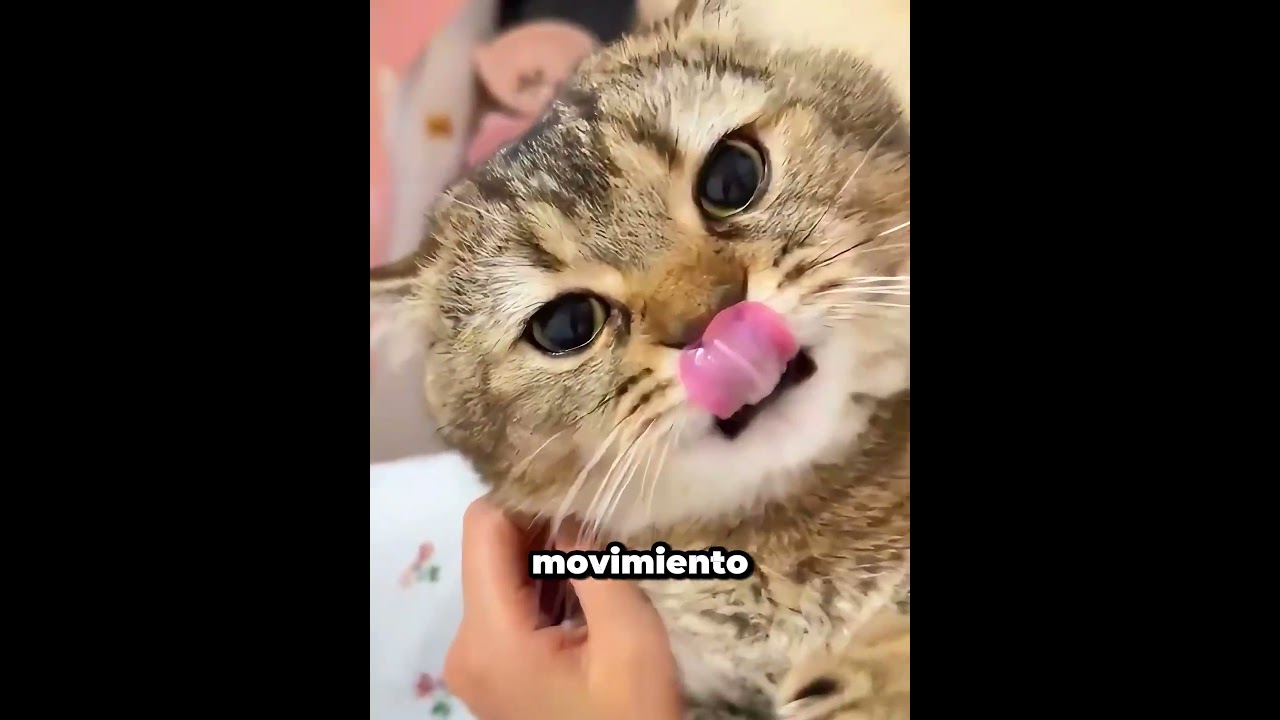 La reacción de este gato a un empujón te sorprenderá