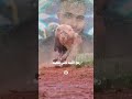 غاب الأسد طلعوا القرود حمو الطيخا اكسبلور حالات واتس تصميم فيديوهات تيك توك   