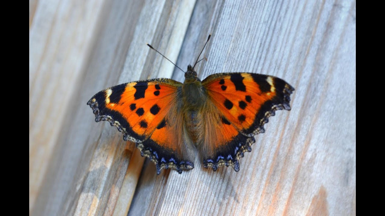Бабочка Крапивница !!! (Aglais urticae)