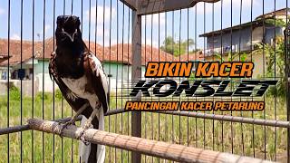 Download lagu Suara Burung Kacer Bikin Lawan Emosi Gacor, Pancingan Kacer Agar Cepat Emosi Gacor