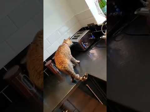 cat 🙀 so