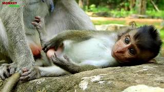 Mg Baby Duke Is Too Small Baby Monkey, Why Duke Happen Like This