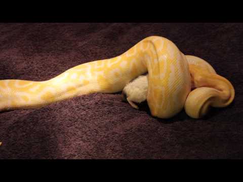 Burmese Python Feeding on Extra Large Rat