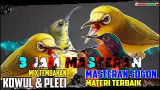 MASTERAN SOGON LOMBA 3 JAM MASTERAN BAGUS UNTUK BURUNG SOGON