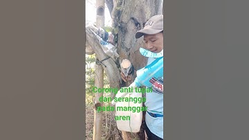 Corong pengaman manggar aren/anti hama tupai dan serangga dan anti tumpah