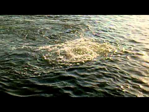 مخلوق غريب في بحر جدة999ع ش