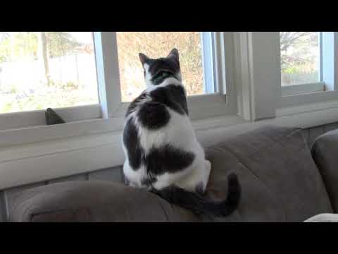 Vídeo: Kitten-Proofing sua casa para as férias