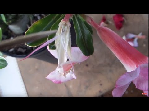 How to Pollinate Adenium - detailed tutorial