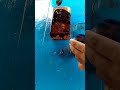 An orange stone, a fire in blue water