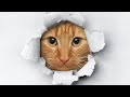 Песня про кошек | музыка Вадим Тур, стихи Даниил Хармс