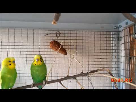Видео: Почему волнистый попугайчик визжит?