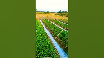 Million of cabbage planting process || Cabbage || Cauliflower 🌱🌱#shorts #short #cabbage #cauliflower