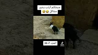 معركه بين ديك والارنب