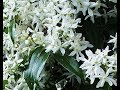 Clematis Armandii -Spring Grooming by Mary Frost-The Gardening Tutor