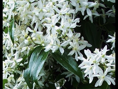 Video: Immergroen clematis groei - wenke oor die plant van 'n immergroen clematis-wingerdstok