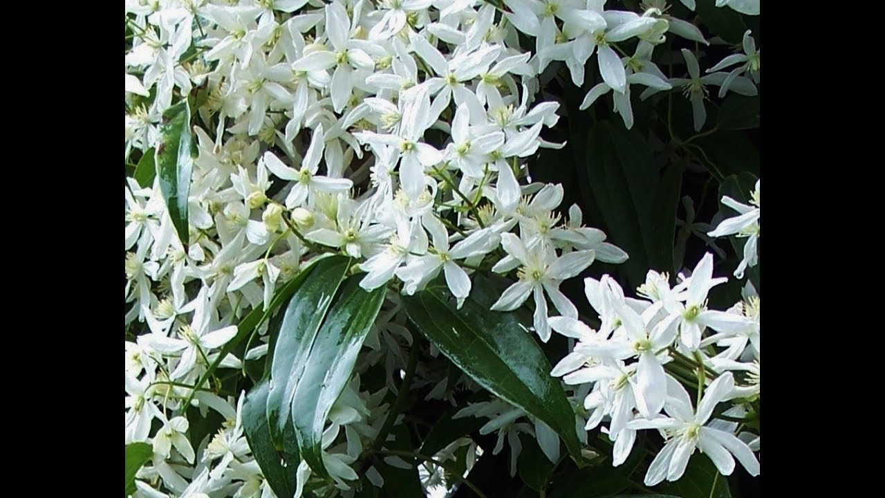 Clematis Armandii Spring Grooming By Mary Frost The Gardening Tutor Youtube