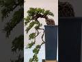 indoor plant part 2 #trending #ytshorts #viral