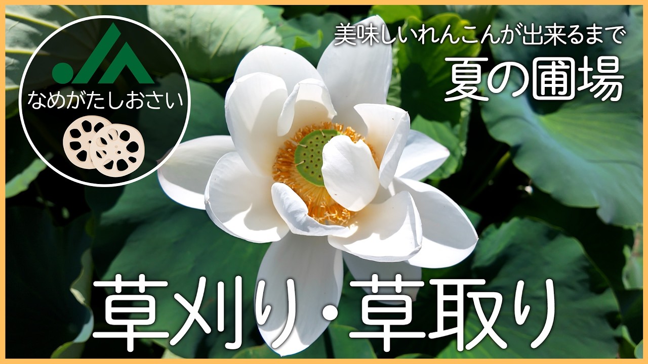 草刈り・草抜き｜夏の圃場～ JAなめがたしおさいのれんこんができる