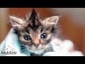 Nano, the tiniest kitten - TinyKittens.com