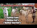 13 Hallikar Cattle's in Farmer Subbanna Home | A Complete Hallikar Family