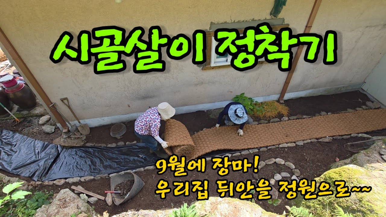 9월에장마?물난리 ㅣ뒤안이 정원이 되다 ㅣ정원관리 ㅣ옥수수 가마솥에 삶기 ㅣ가을 꽃씨 파종