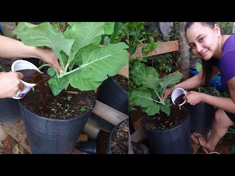 Vídeo: Como controlar o crescimento da planta de violeta selvagem: 12 etapas