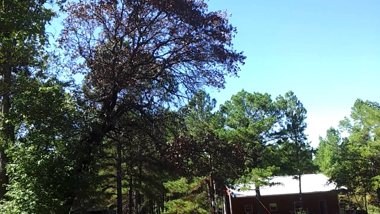 Cutting down a big dead oak tree - YouTube