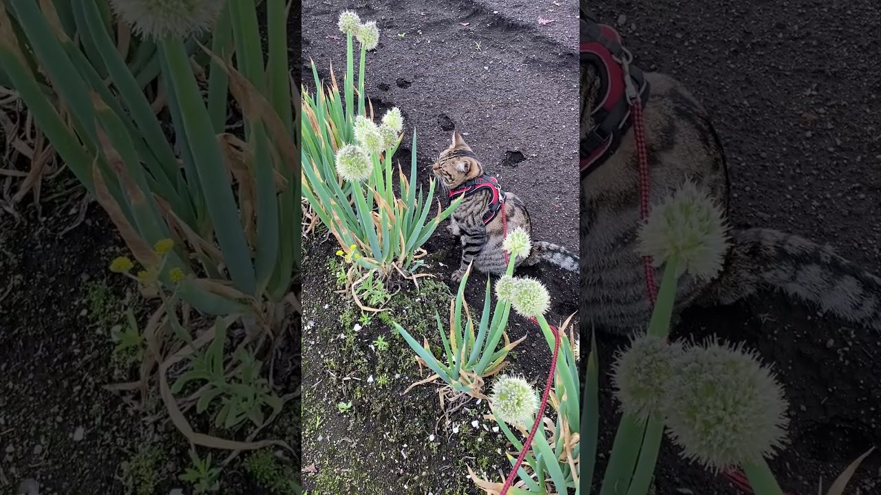 蜜蜂とトラジ　このあと蜜蜂にパンチしてました　#猫 #ネコ #aomori #shorts