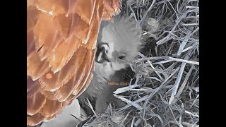 SWFL Eagles ~ E19's 1st Photo Album ~ E20 PIP!! ~ Comical First Feeding Attempt by Harriet :D XOXO Net Worth