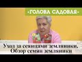 Голова садовая - Уход за сеянцами земляники. Обзор семян земляники