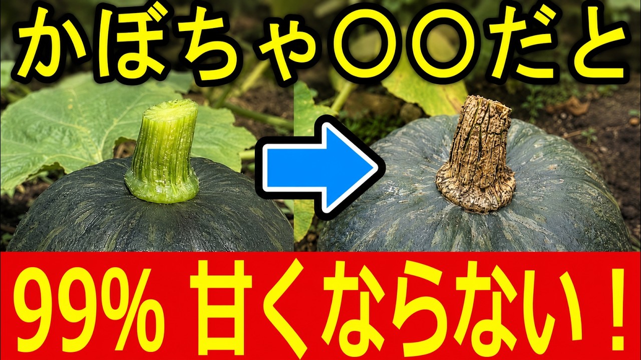 【50日がムダに】かぼちゃが甘くならない人の共通点｜ヘタで分かる収穫のタイミングと追熟【家庭菜園】