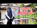 TERAPI MENTAL KACER ANDA AGAR  CEPAT GACOR KONSLET !! PANCINGAN KACER GACOR 100% AMPUH Saya