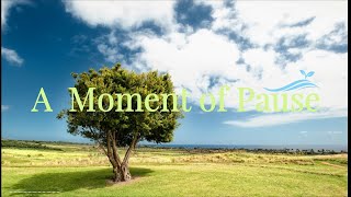 A Moment of Pause 🌿 | Soft Morning Calm ☀️ | Gentle Healing Music screenshot 3