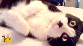 Bad Day? Here Are Cute Pets! The Best Cute, Funny Animal Videos Compilation #5 | AFV Pets by AFV PETS 3,495 views 3 years ago 10 minutes, 13 seconds