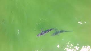 Hamptons Drone Captures Sharks and Schools of bait 50ft from Shore- 8/6/23
Drone footage captured 8/6/2023, all clips were captured within 100ft from shore with sharks spotted just 30-40ft off the coast of Southampton, NY USA. Hamptons Drone Captures Sharks and Schools of bait 50ft from Shore- 8/6/23