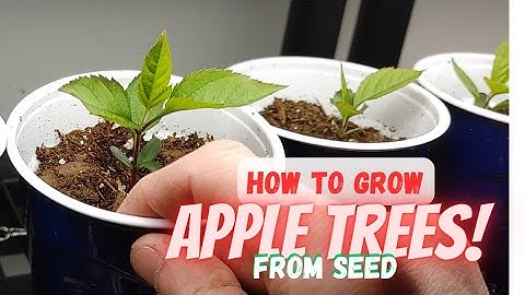 Growing Apple Trees From Seeds |Store Bought Apples|