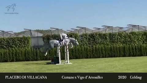 250518a  PLACEBO Di Villagana 2020 gelding by Cumano