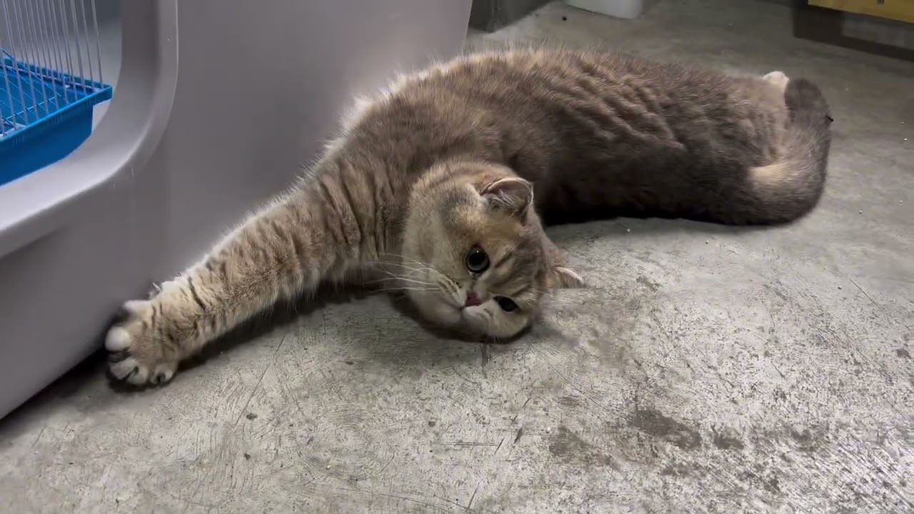 1️⃣8️⃣3️⃣ Excited Dog 🐶 Annoys And Provokes The Cat 🐈