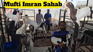 3 Bachche Wali Bakriya aur Hyderabadi Doodh ki Bakri Available Mufti Imran Sahab| Hyderabad
