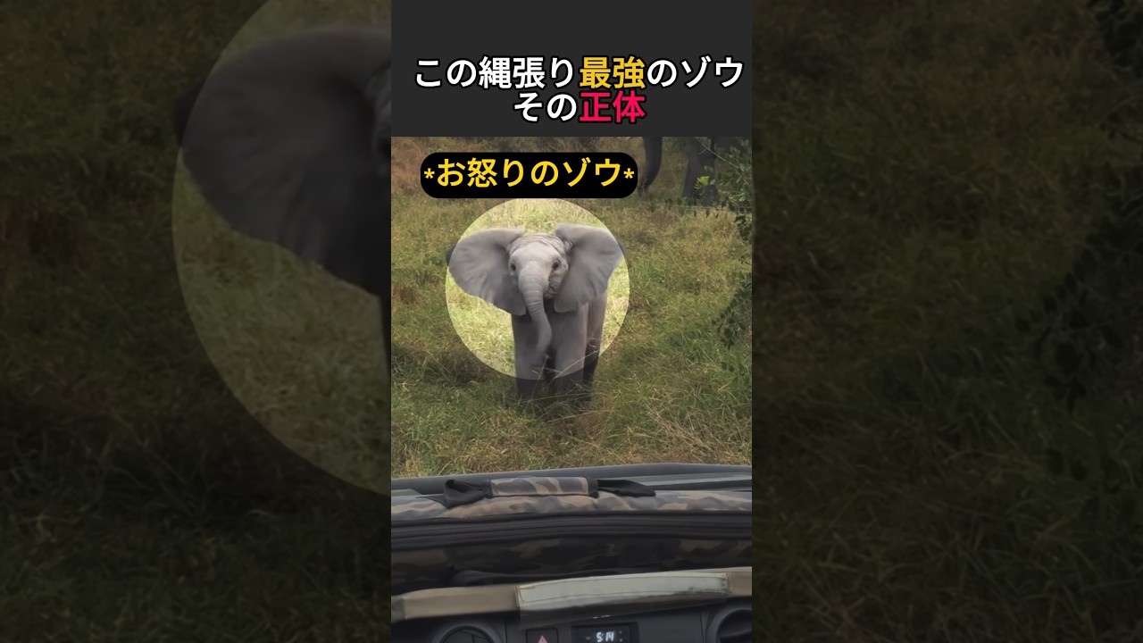 この縄張り最強のゾウ、その正体