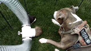 𝕤𝕠 𝕔𝕦𝕥𝕖 𝕘𝕦𝕚𝕟𝕖𝕒 𝕡𝕚𝕘𝕤