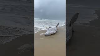Newborn Humpback Whale Calf Stranded on a Beach