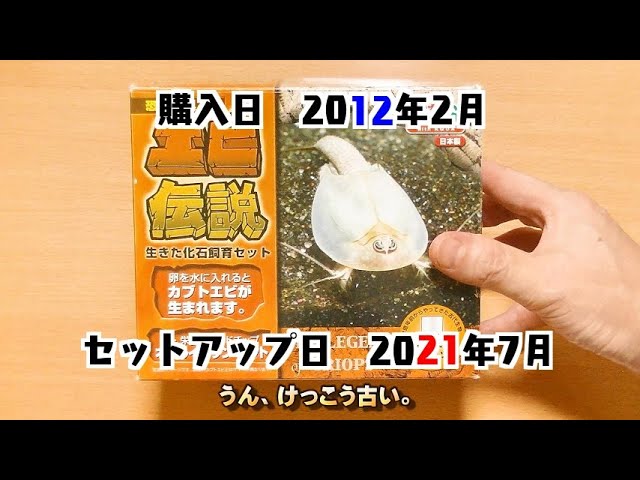 カブトエビ飼育 9年前のカブトエビ飼育セット エビ伝説 を 今更セットアップしてみた Youtube