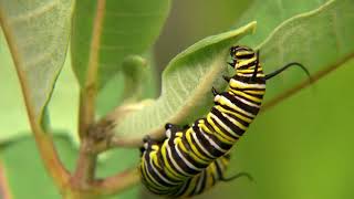 How to Find Monarch Eggs