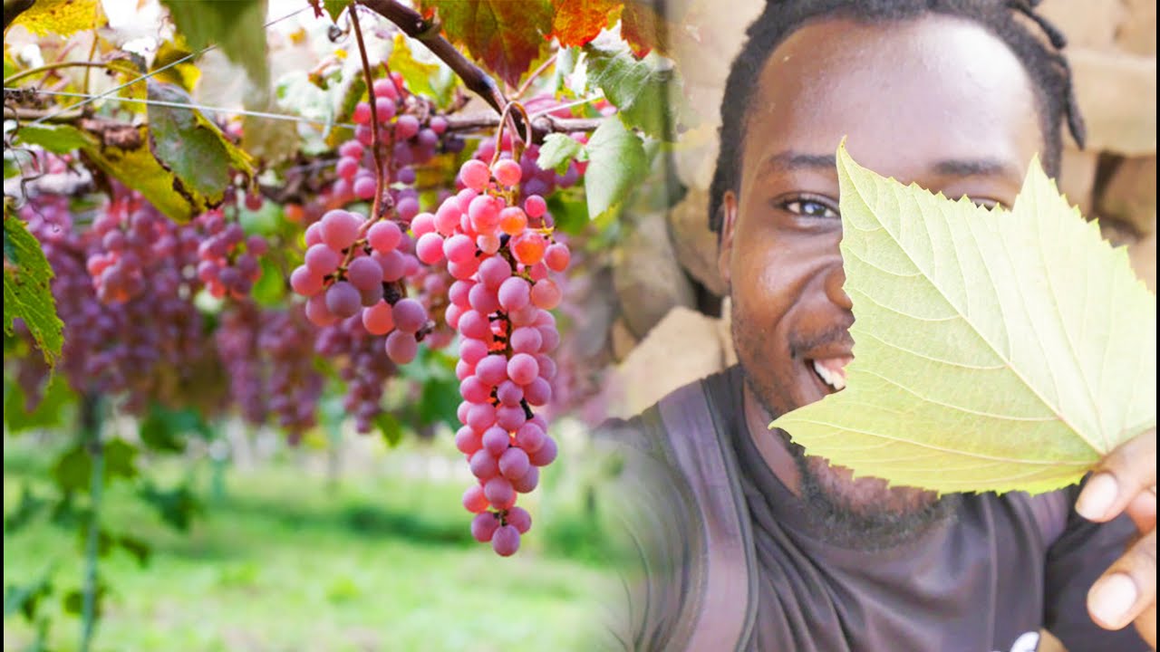 GRAPES GROWS IN SEKONDI TAKORADI, GHANA WEST AFRICA - A MIRACLE.