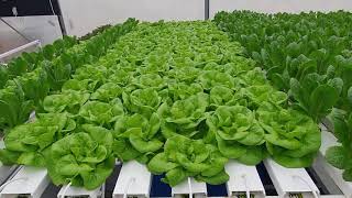 Гидропоника в теплице. Выращивание салата - YouTube