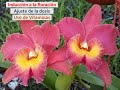 Fertilización de orquídeas (5ta parte). Uso de Vitaminas, inducción a la floración y exceso de dosis