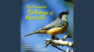Download Lagu Brolga, Magpie-Lark, Masked Lapwing Download Lagu Brolga, Magpie-Lark, Masked Lapwing