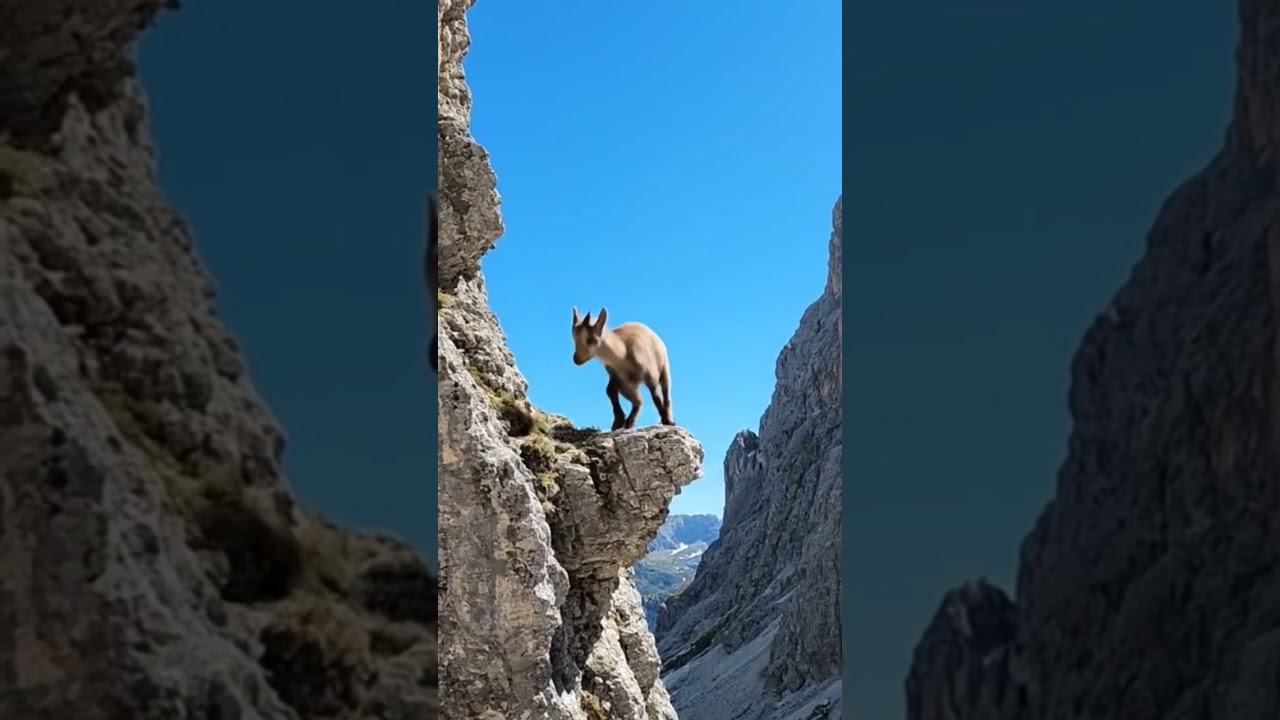 The Fearless Mountain Goat